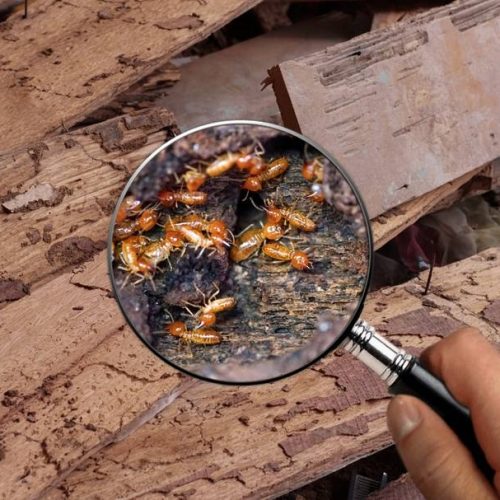 Termite inspection adelaide