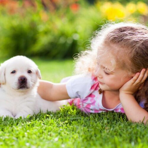 a view turf suppliers sydney 01