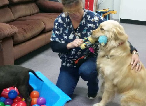 Holistic PawsWaggy Tails banner