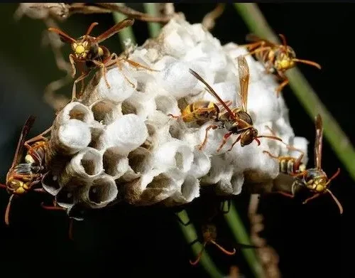 australian hornet nest