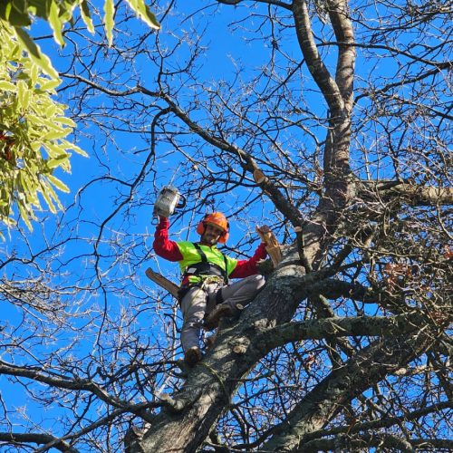 tree pruning melbourne